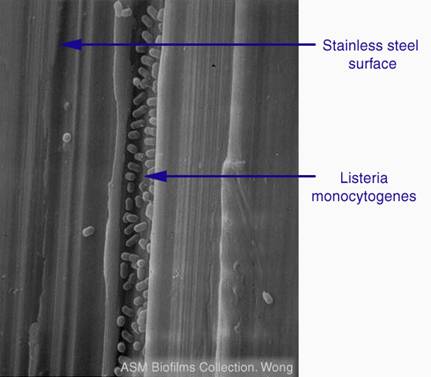 biofilm3.jpg